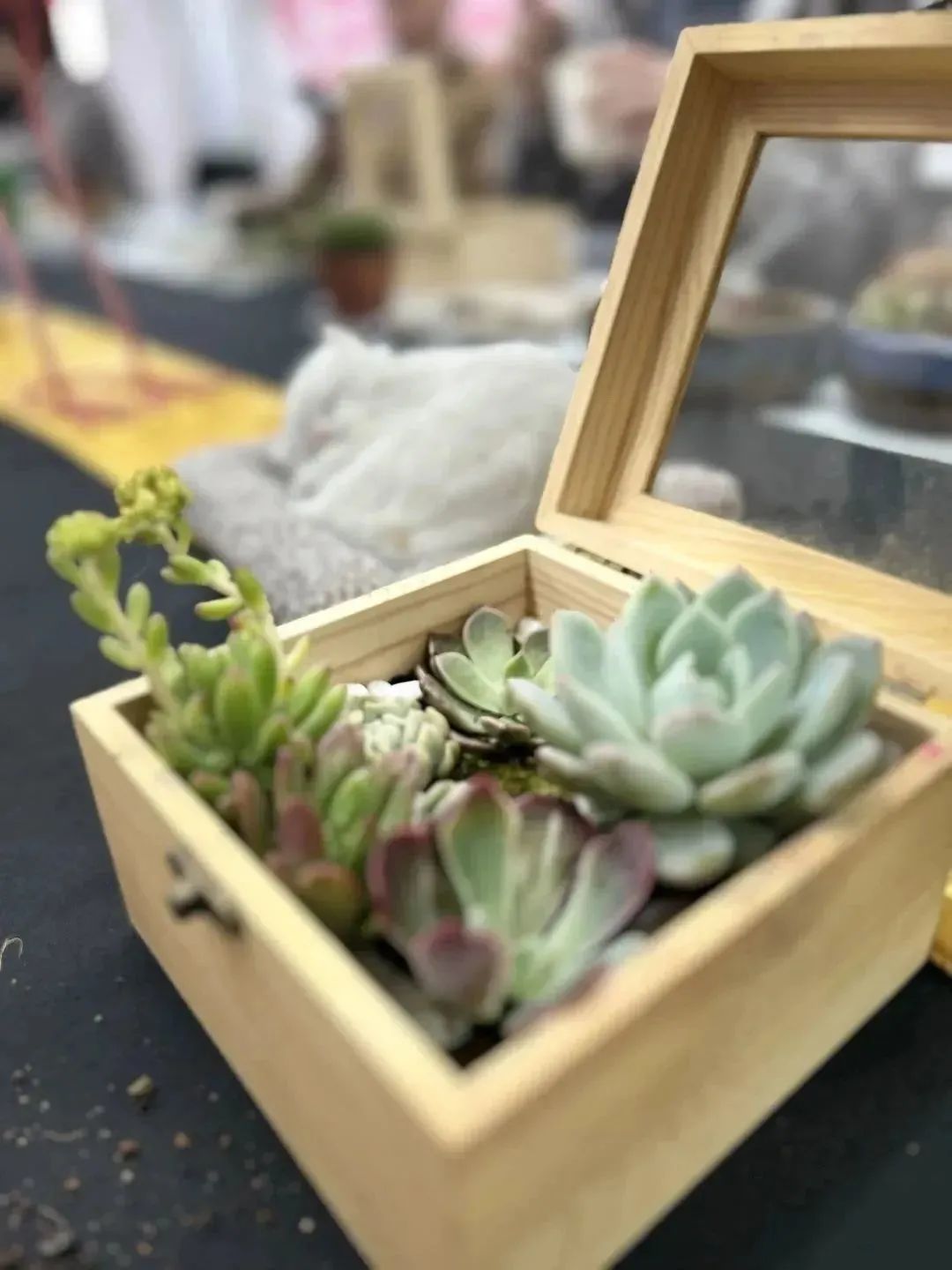 1689579207137985.jpg 640 (5).jpg